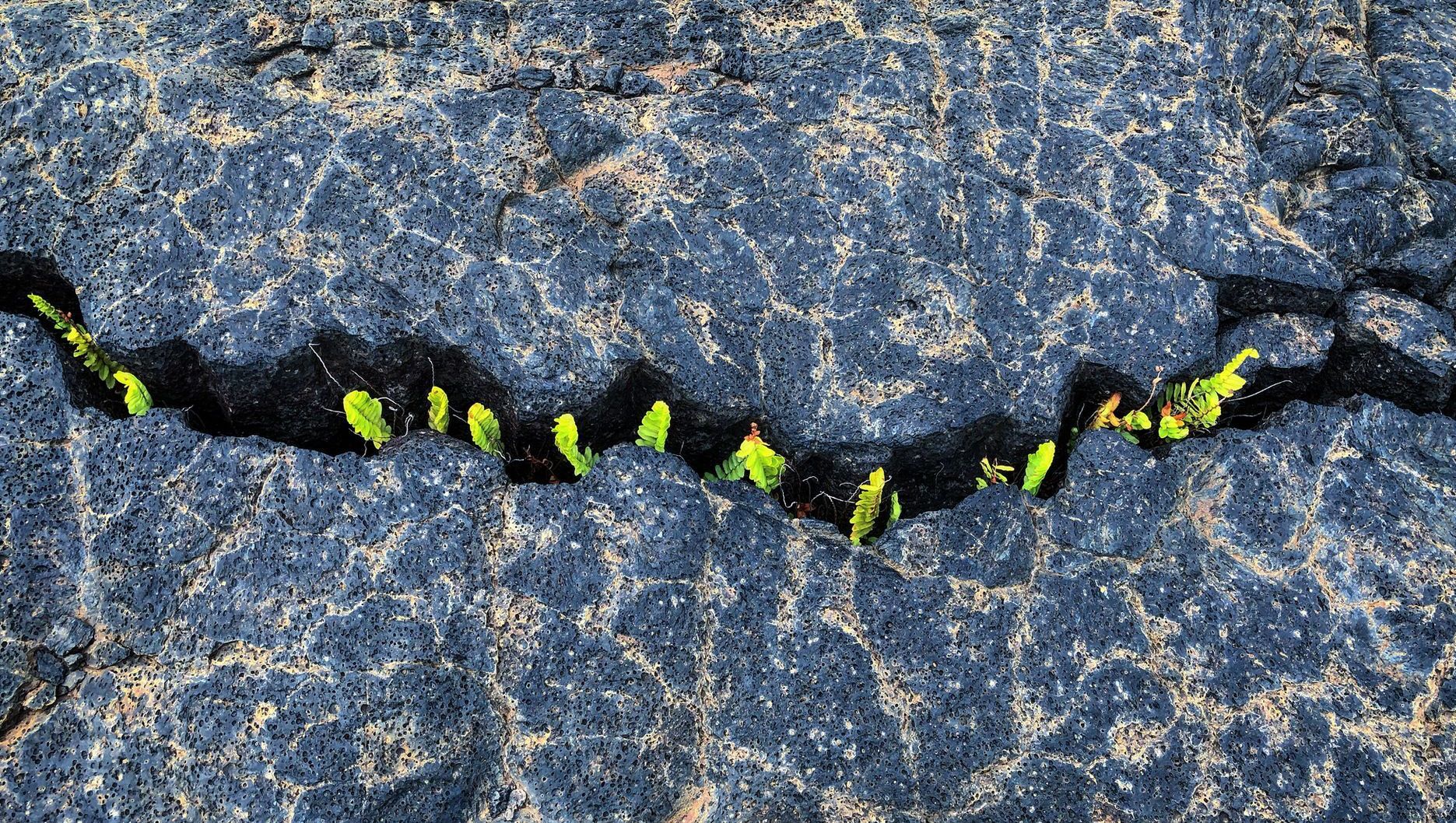 Photo of rocks with green sprouts emerging from a crack.