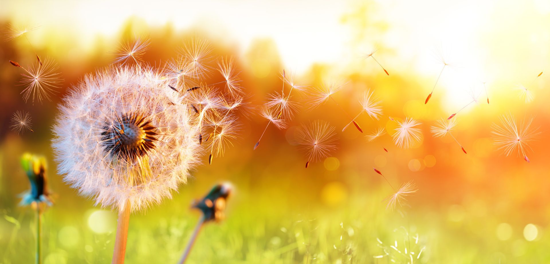 photo of a dandelion letting go of it's seeds in the wind