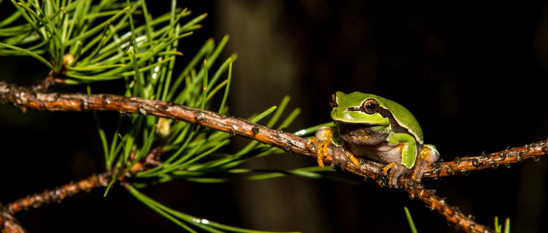 photo of frog in pine tree