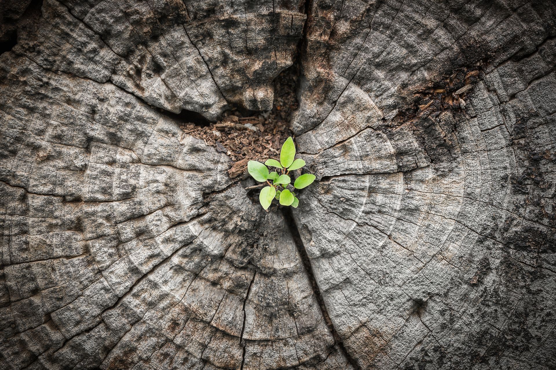 Photo of large, old tree stump with sapling spouting out of the middle of it.