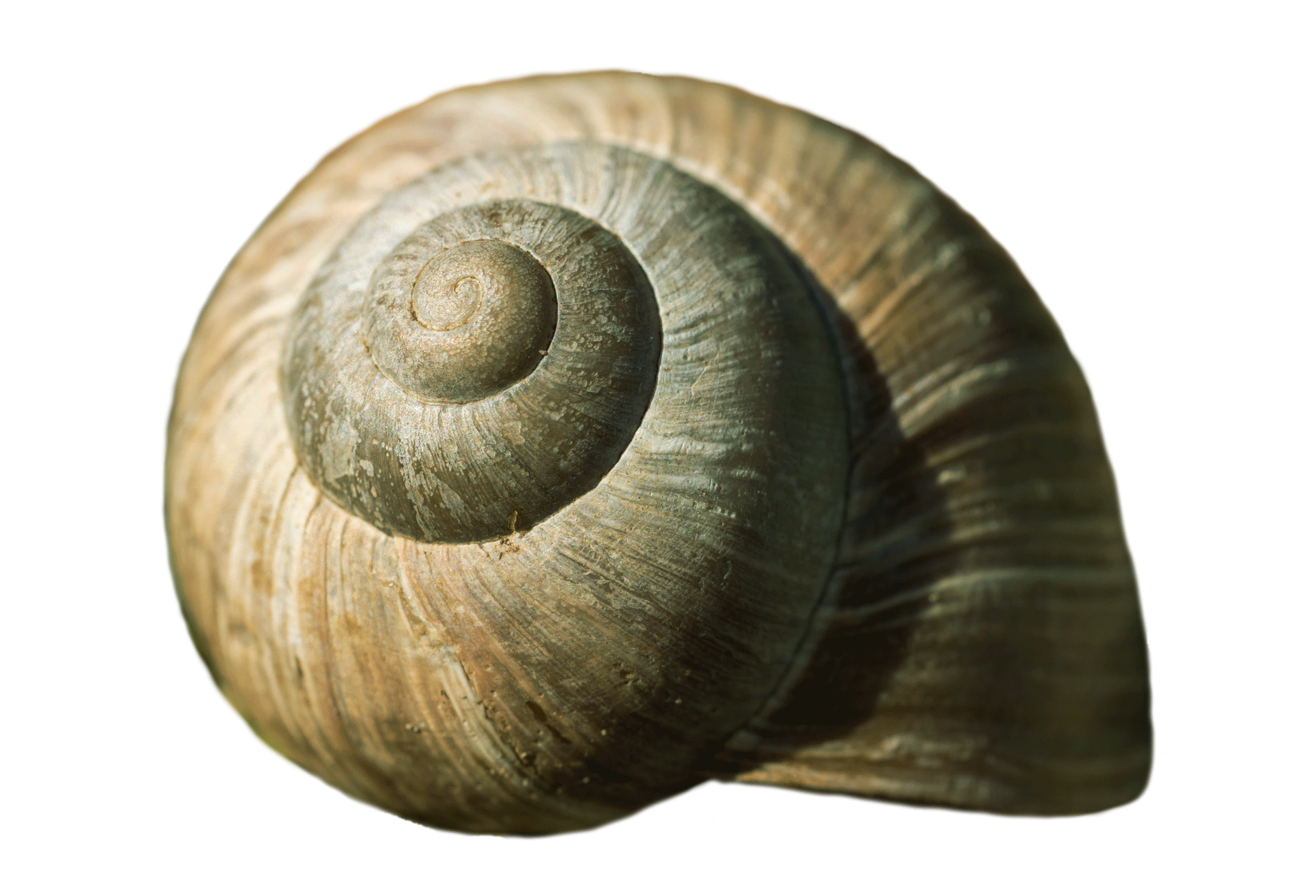 snail shell