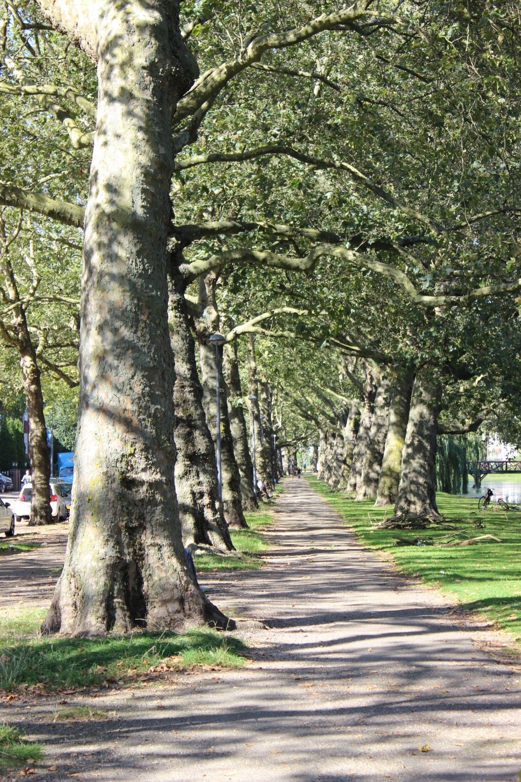 photo of tree-lined walkway