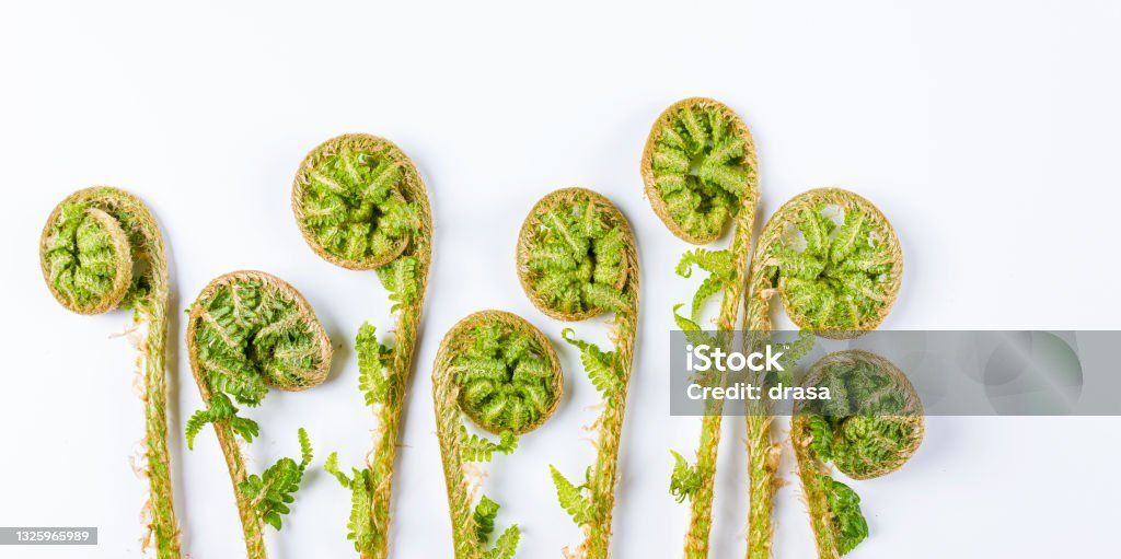 spiral shaped plant stems