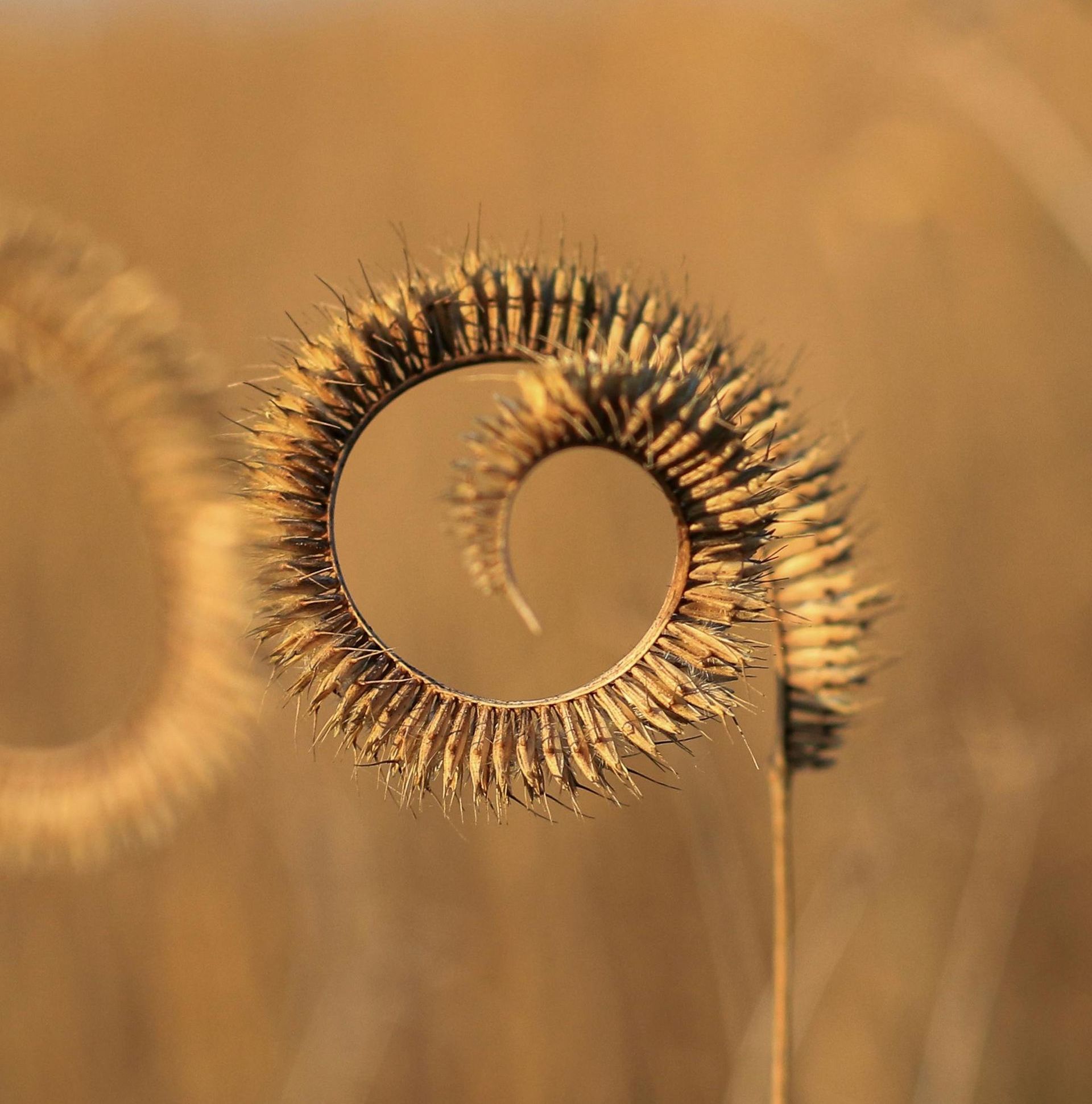 dryed grass with spiral shaped seed head