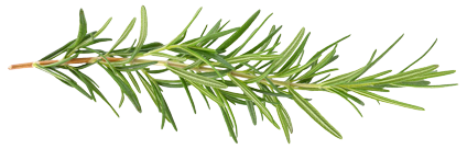 A close up of a sprig of rosemary on a white background.