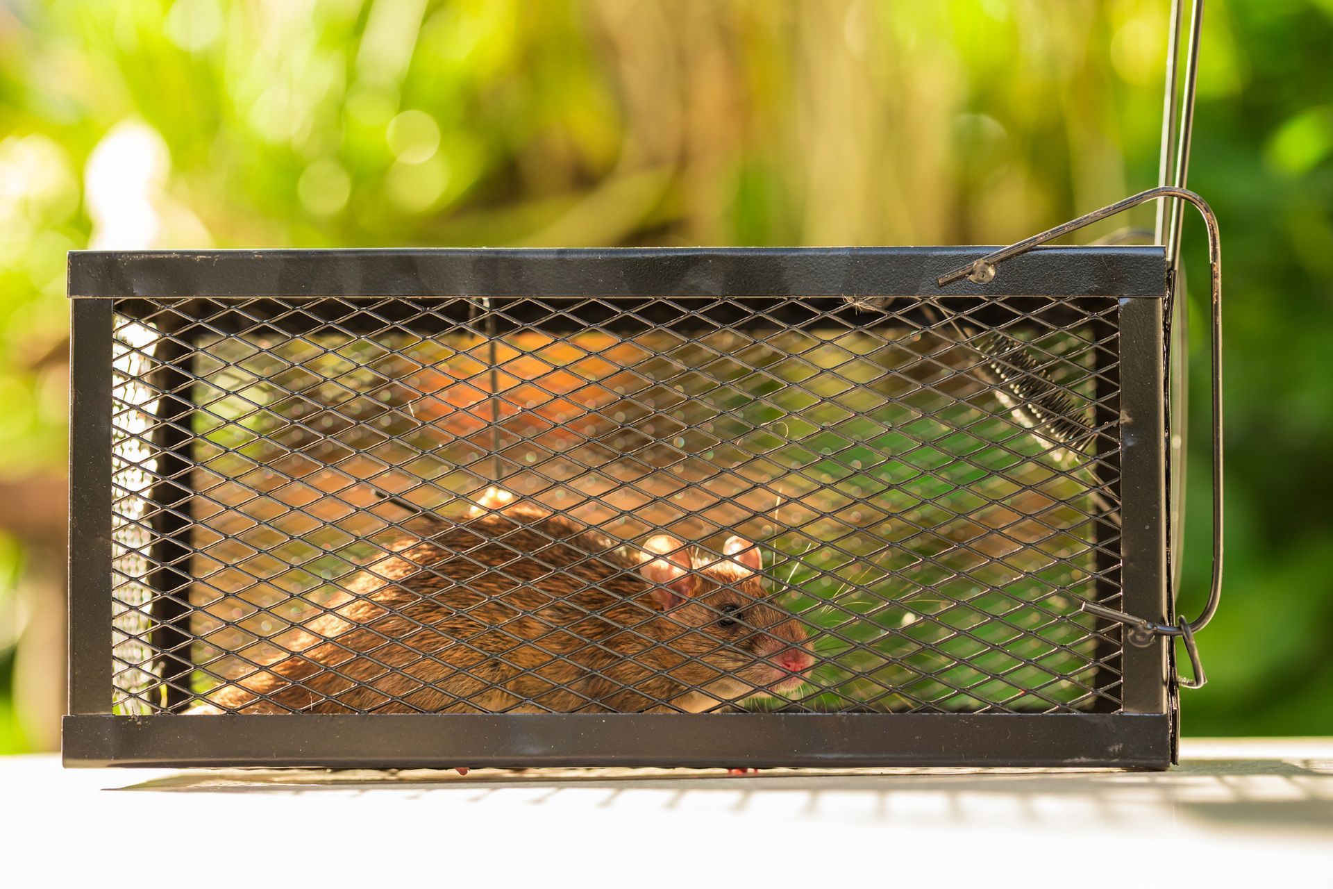 A rat is trapped inside a black wire mesh cage set on a white surface, outdoors against a green, blurred background.