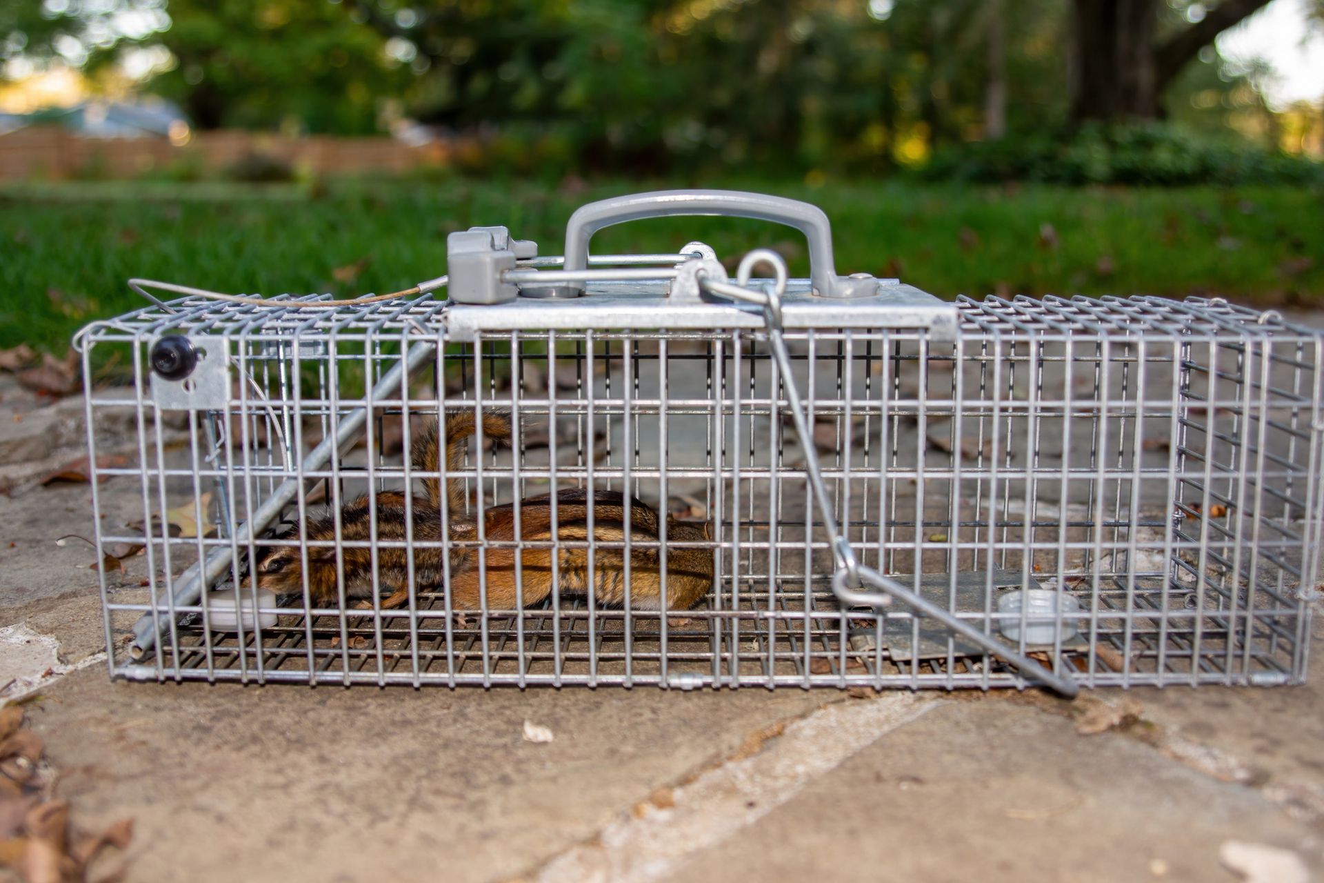 Bird trapped inside a cage on a stone surface; green grass and trees in the blurred background.