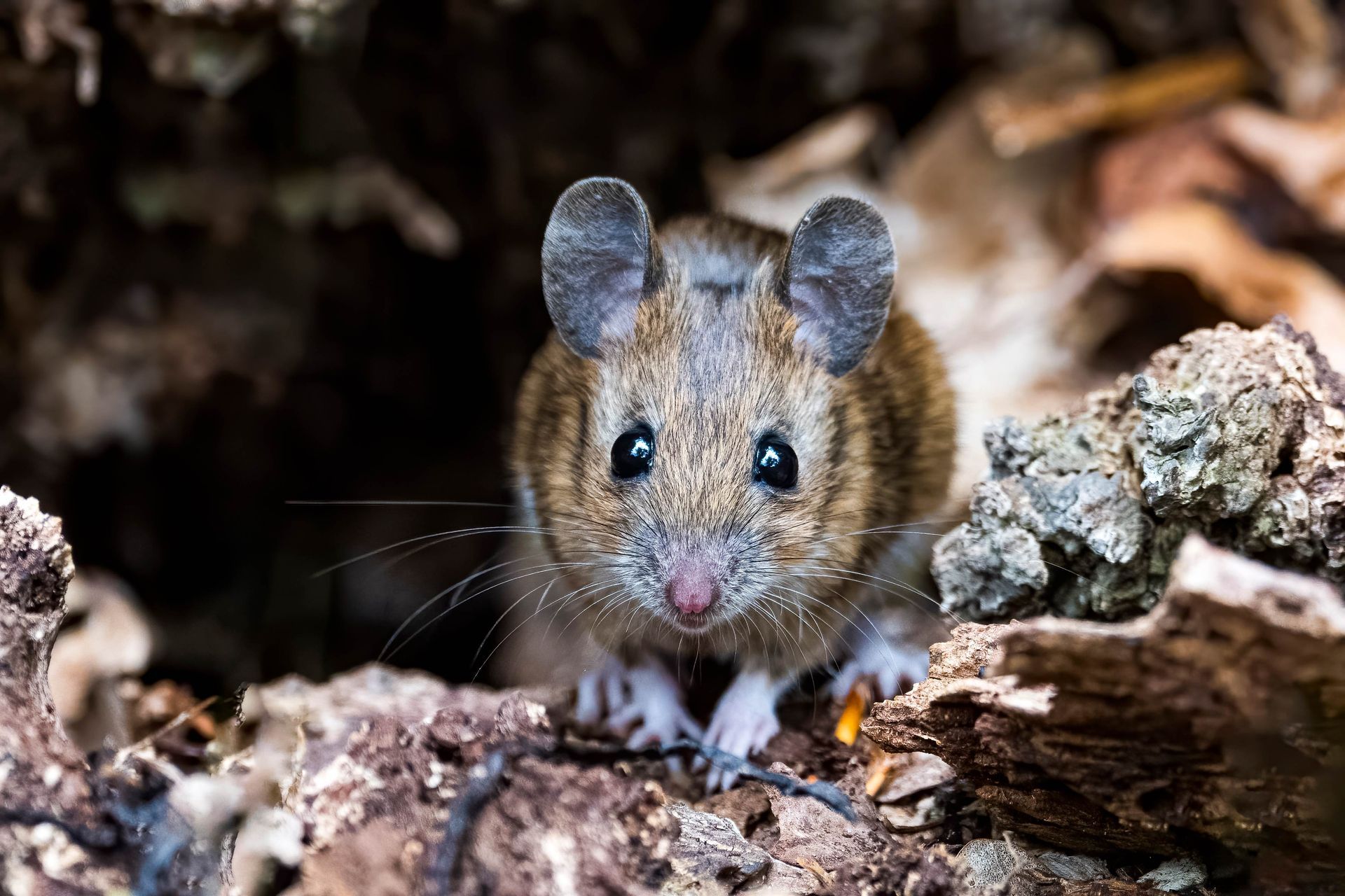 Brown mouse peeking out from a dark hole in a pile of leaves and wood. The mouse has dark eyes, light paws, and large ears.