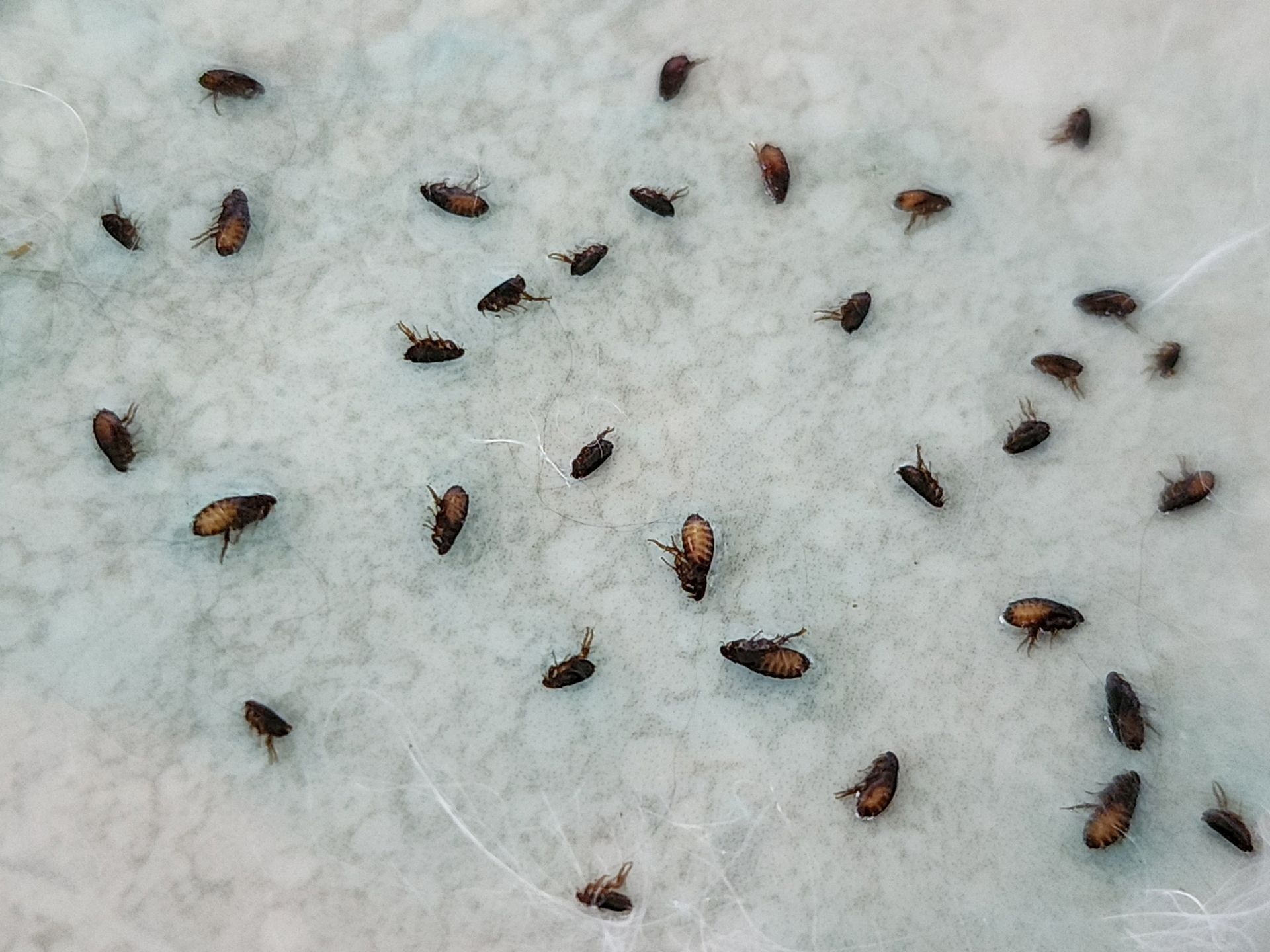 Small, dark-colored beetles scattered on a light-colored, textured surface.