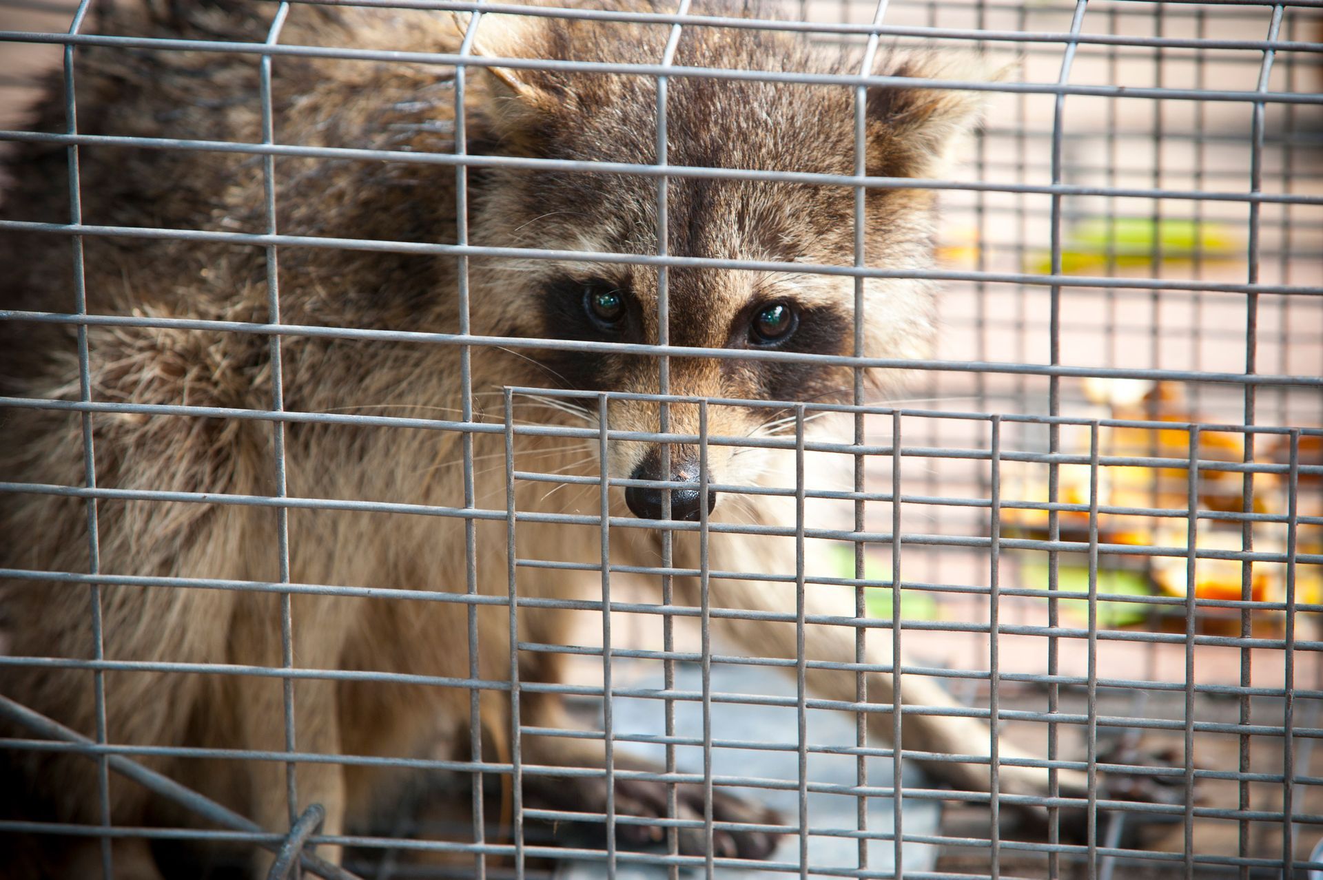 A raccoon trapped in a metal cage, looking directly at the viewer with a slightly distressed expression.