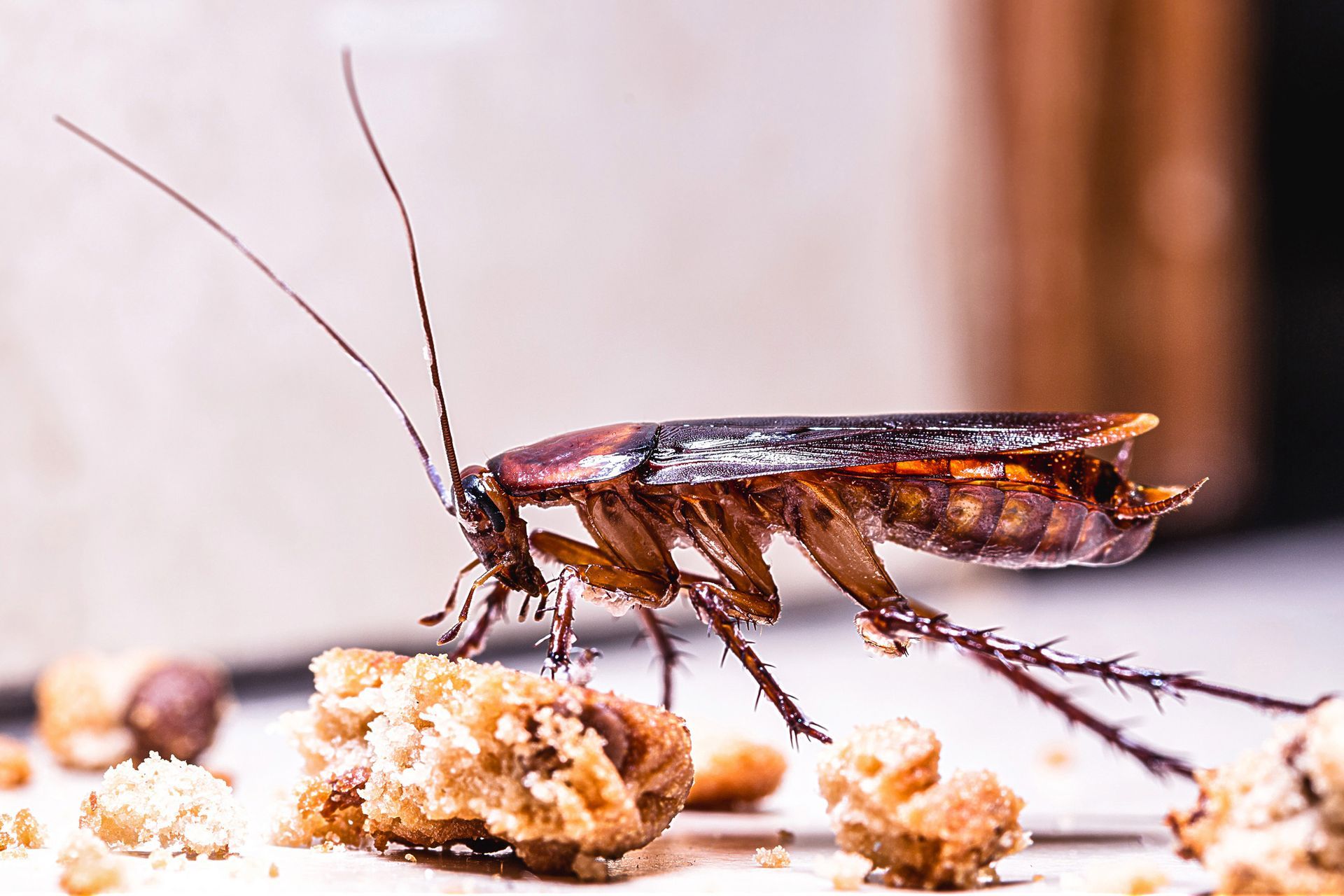 Cockroach eating crumbs on a white surface, near a wooden structure. The roach is brown and has long antennae.