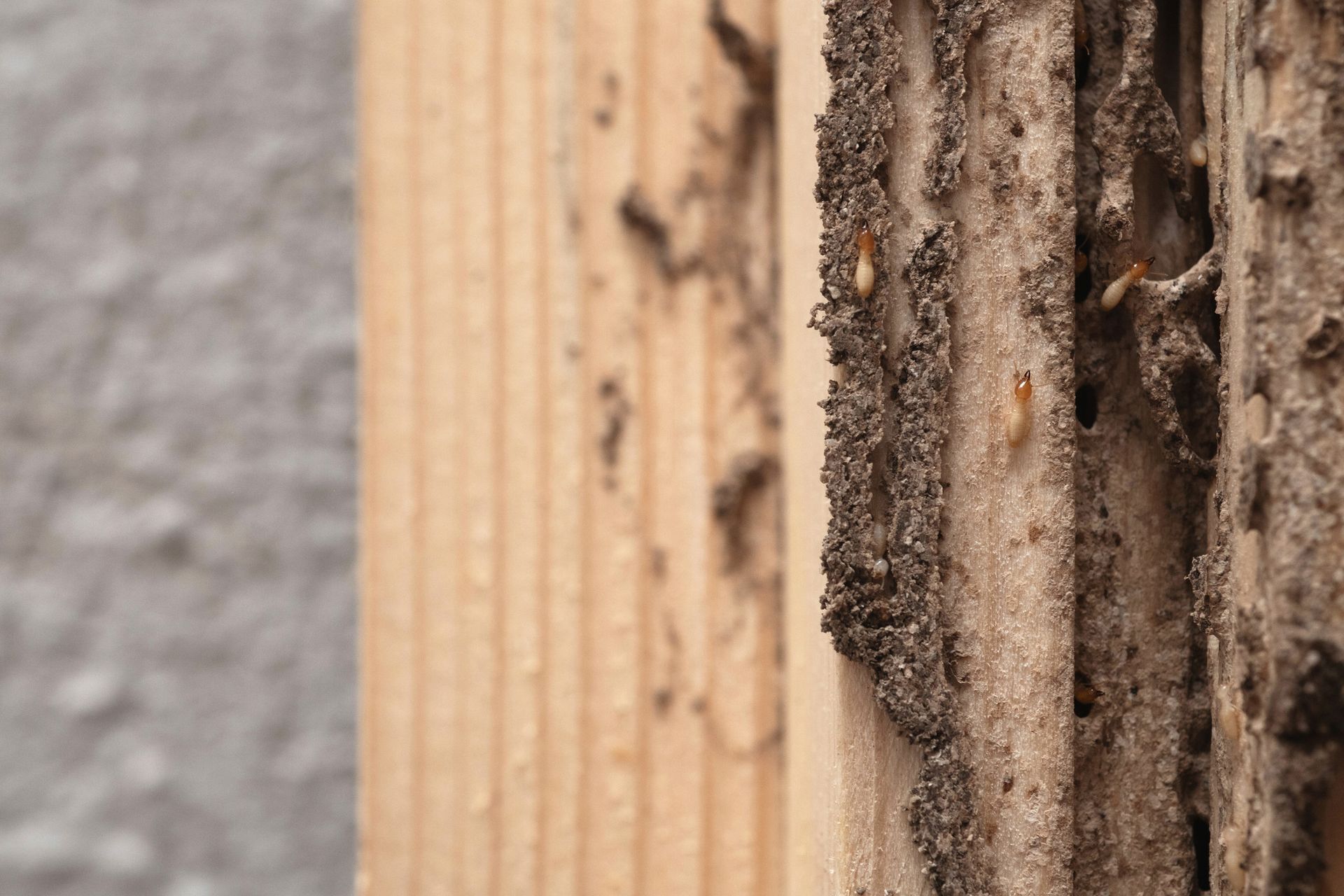 Close-up of termite-infested wood, showing tunnels and termites. The wood is light brown, with the termites visible as small insects.