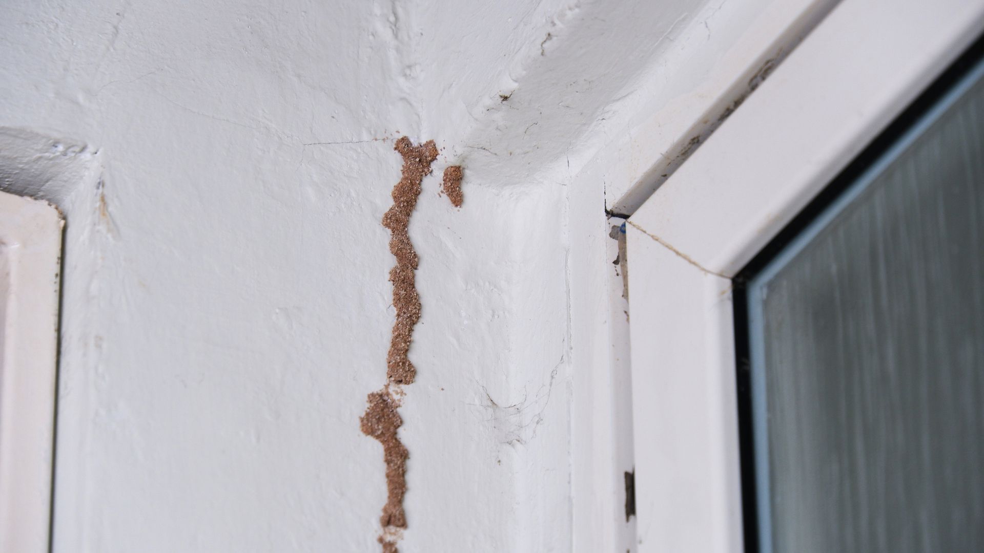 Brown termite mud tubes on a white wall next to a white window frame.