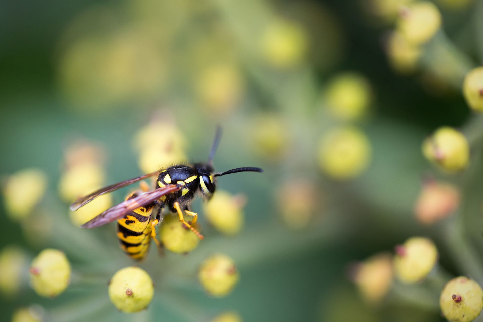 A yellow and black wasp perched on yellow flower buds with a blurred green background.