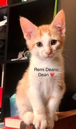 Remi Deano Dean