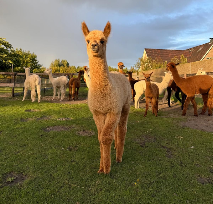 romeo alpaca