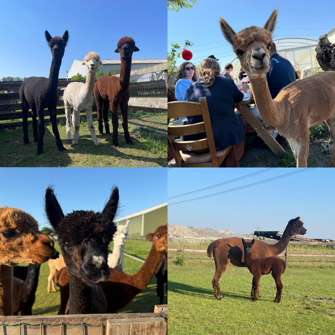 Een collage met alpaca's in verschillende kleuren in een boerderijomgeving, inclusief close-ups en dieren in een weiland.