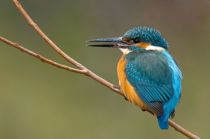Eisvogel - Vogel des Jahres 2026