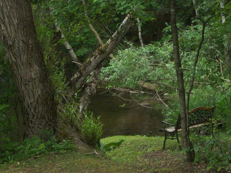 A bench is sitting next to a river in the woods.