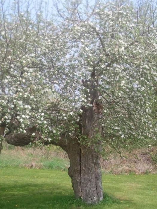 A large tree with white flowers on it is in a grassy field.