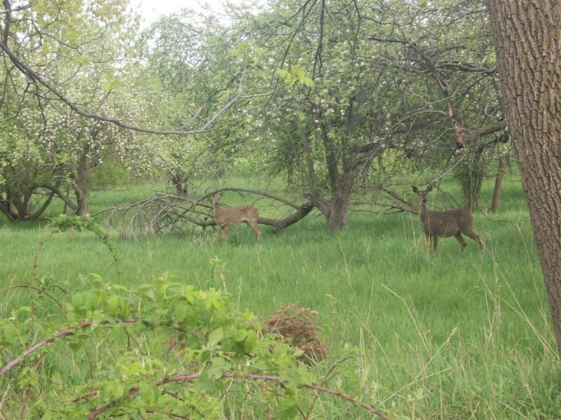 Two deer are standing in a grassy field surrounded by trees.