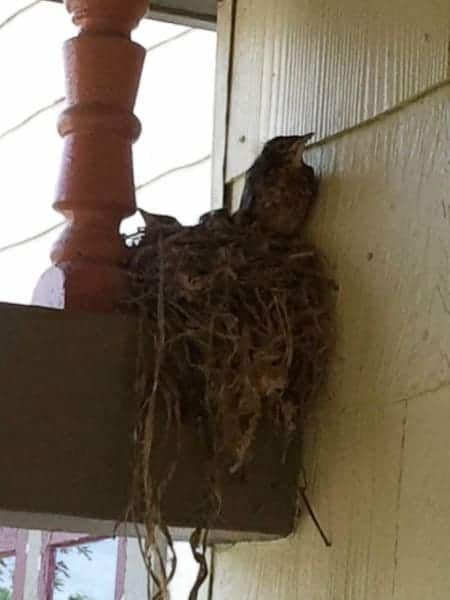 A bird is sitting in a nest on the side of a building.