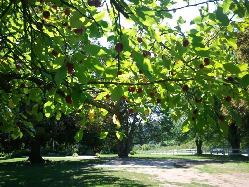 A tree in a park with lots of leaves and fruit