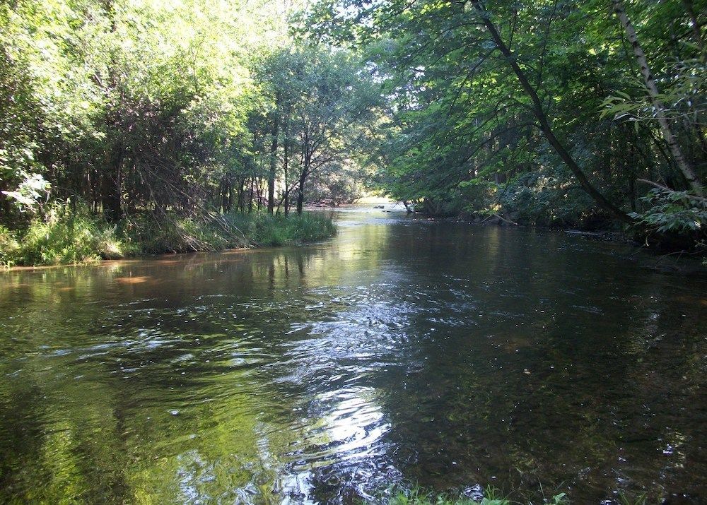 A river surrounded by trees on a sunny day