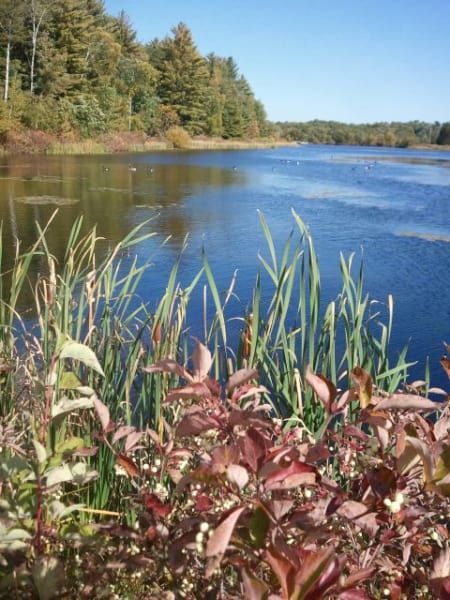 A lake surrounded by tall grass and trees on a sunny day