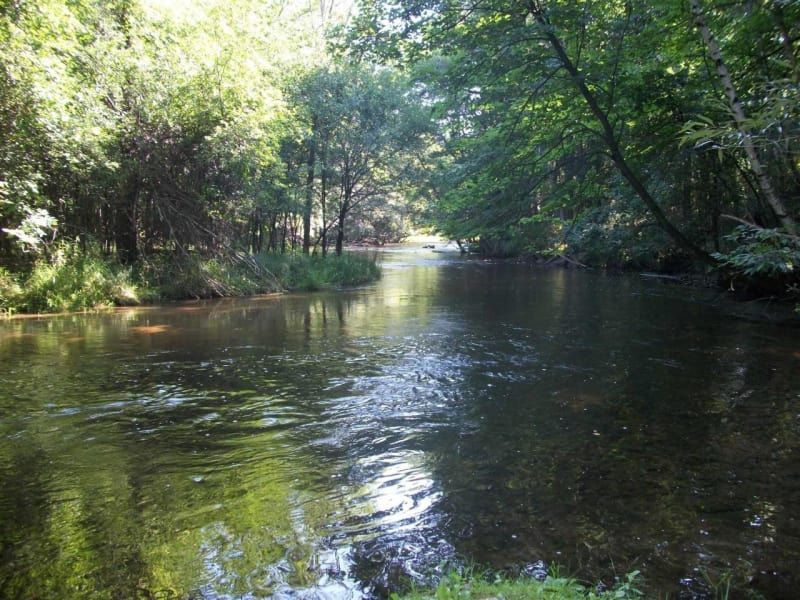 A river flowing through a lush green forest