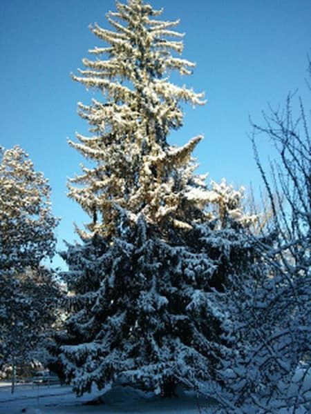 A snowy pine tree with a blue sky in the background