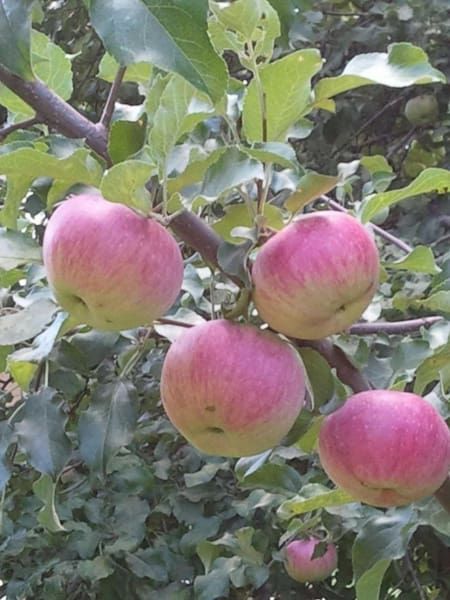 A bunch of pink apples hanging from a tree branch