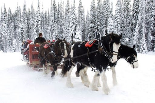 A group of horses pulling a sleigh through the snow.