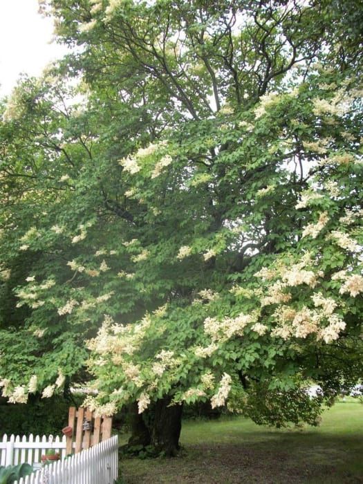 A tree with lots of leaves and white flowers