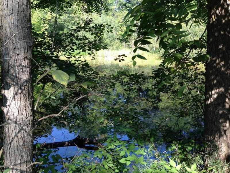 A pond surrounded by trees and shrubs in the middle of a forest.