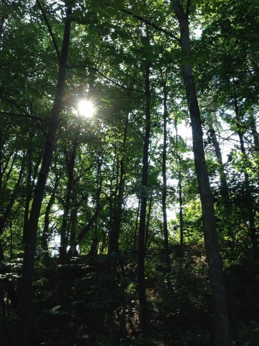 The sun is shining through the trees in the forest