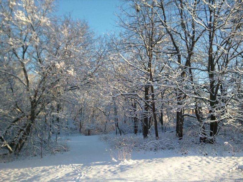 A snowy forest with trees covered in snow on a sunny day