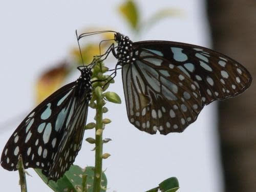 A couple of butterflies are sitting on a plant