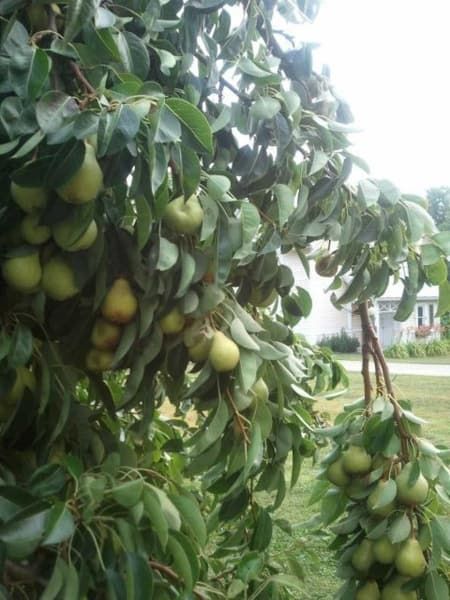 A tree with lots of pears growing on it