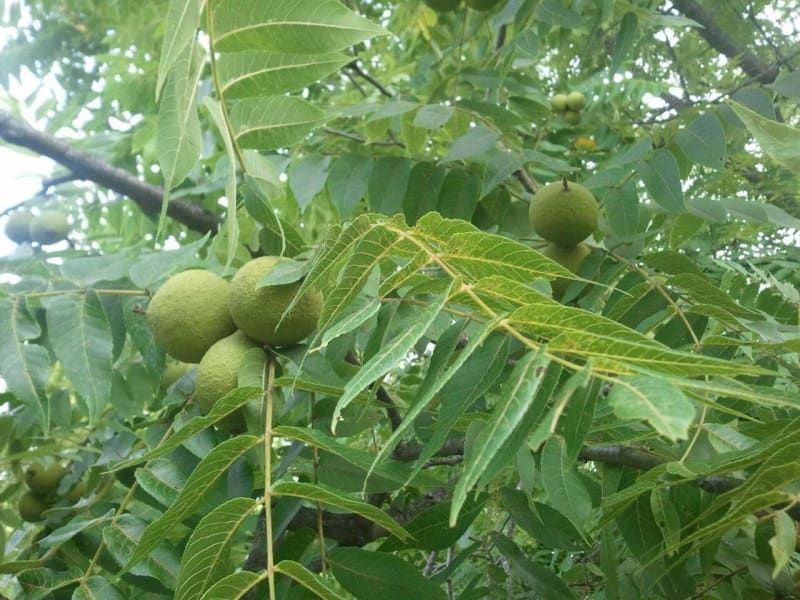 A bunch of walnuts hanging from a tree with green leaves.