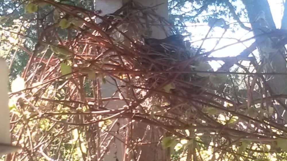 A close up of a tree with lots of branches and leaves.