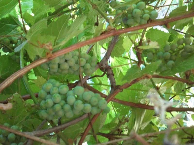 A bunch of green grapes growing on a vine