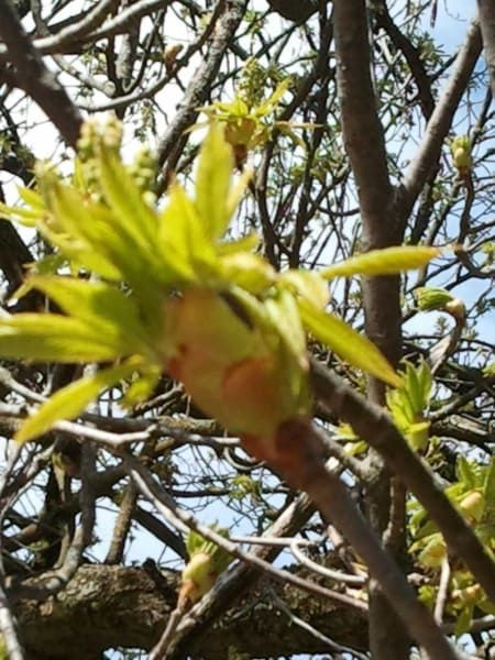 A tree with a bunch of green leaves on it