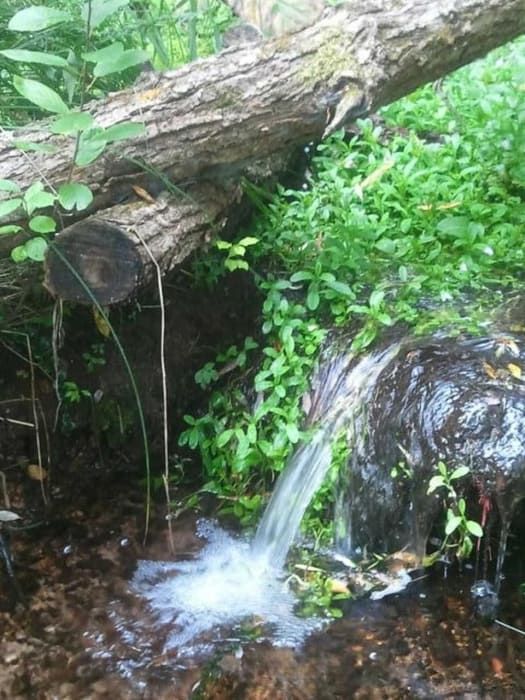 A stream of water is coming out of a tree trunk