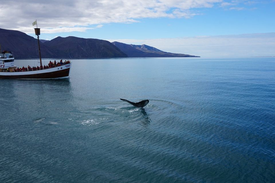 whale watching húsavík