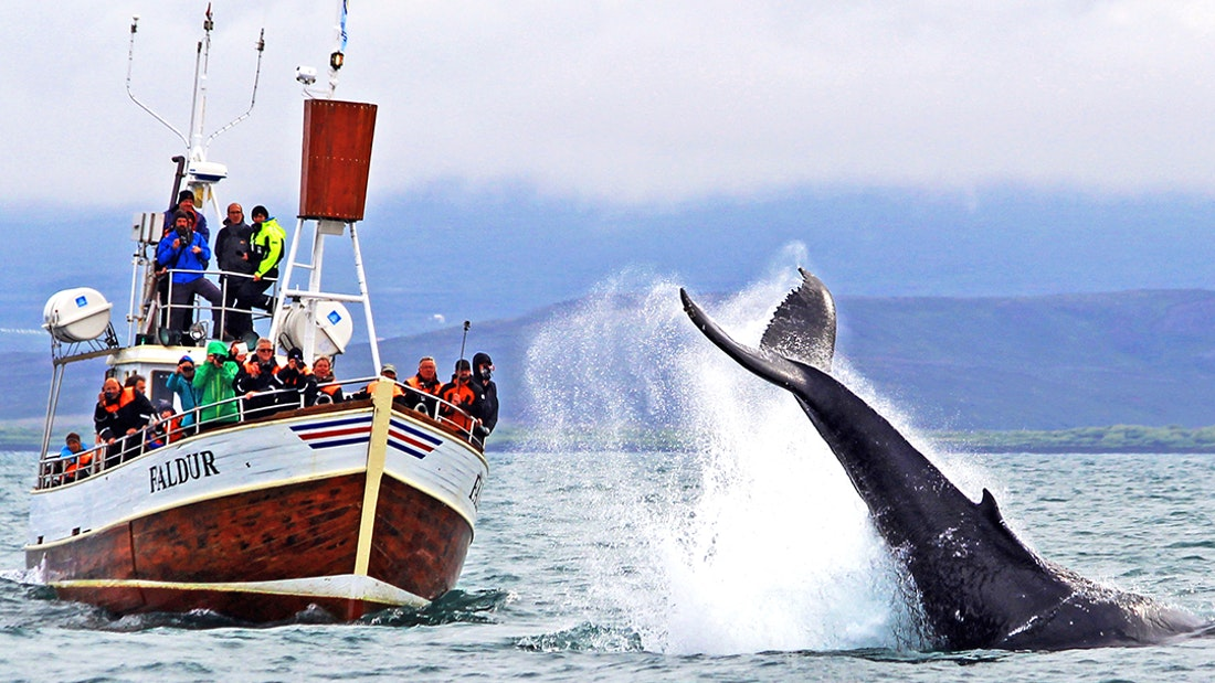 Whale Watching Husvik Iceland