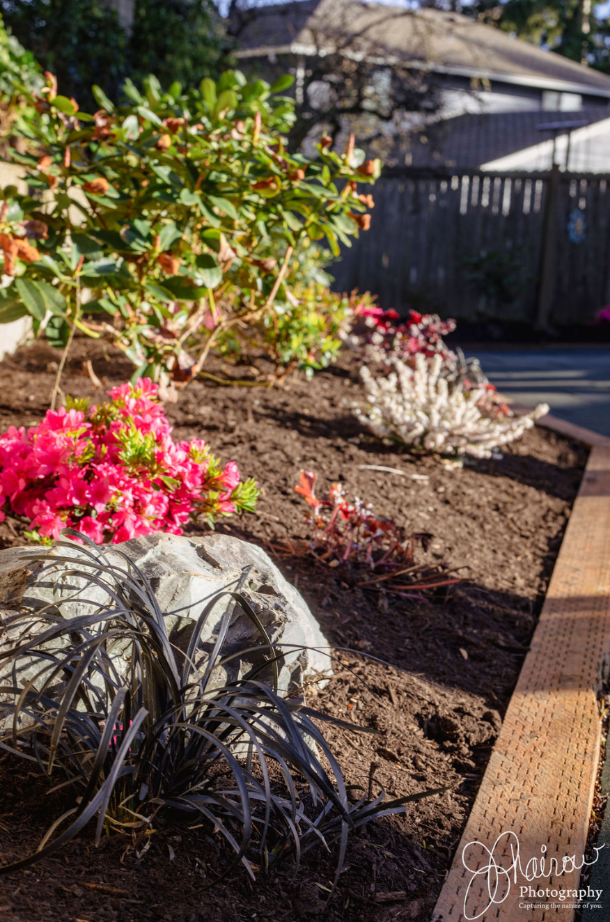 A garden filled with lots of flowers and plants.