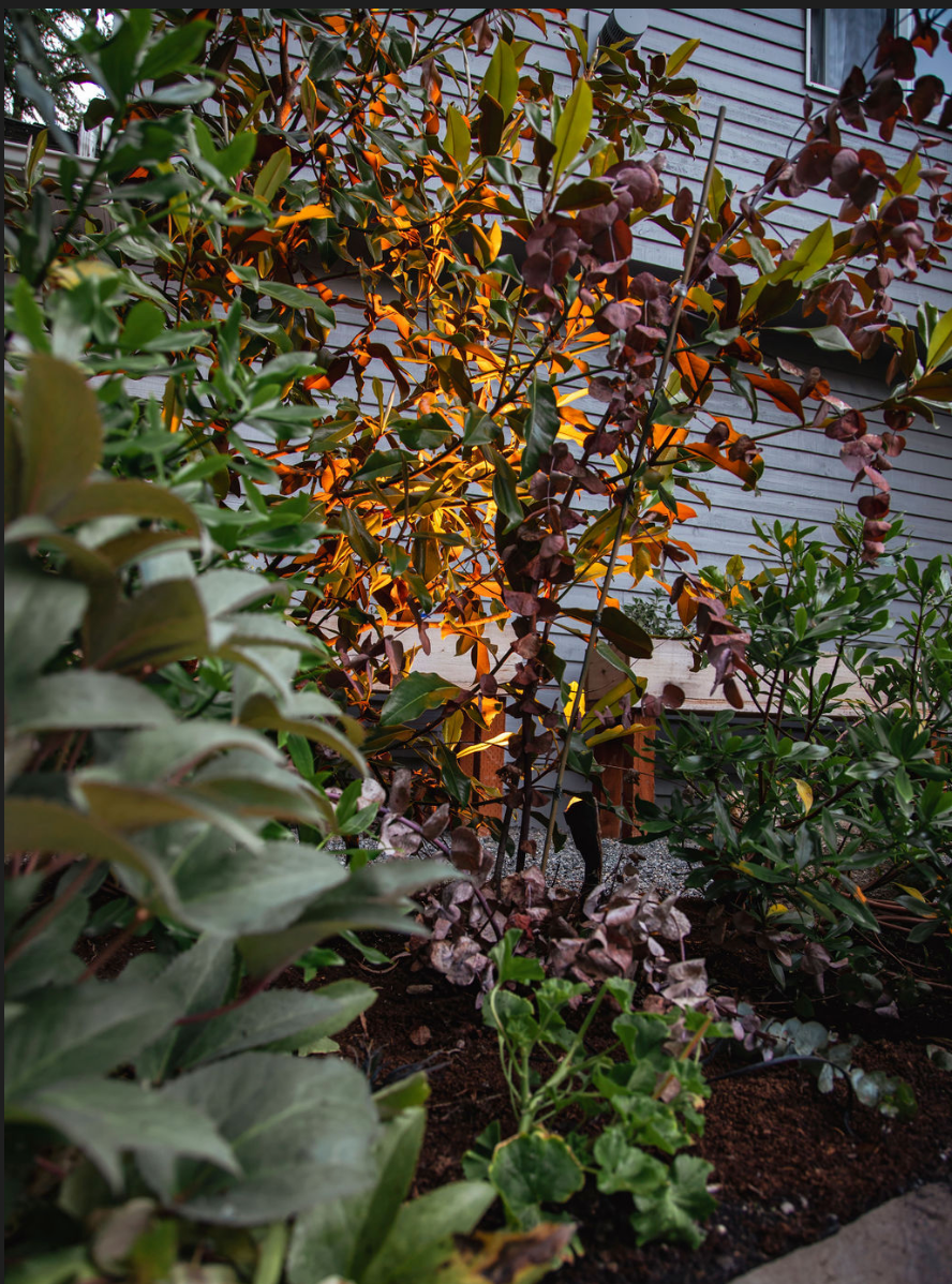 A garden with lots of plants and trees in front of a house