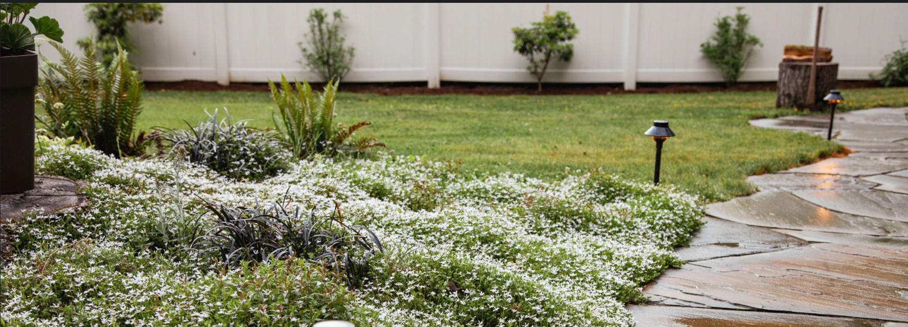 A beautiful lawn with a lot of white flowers on it