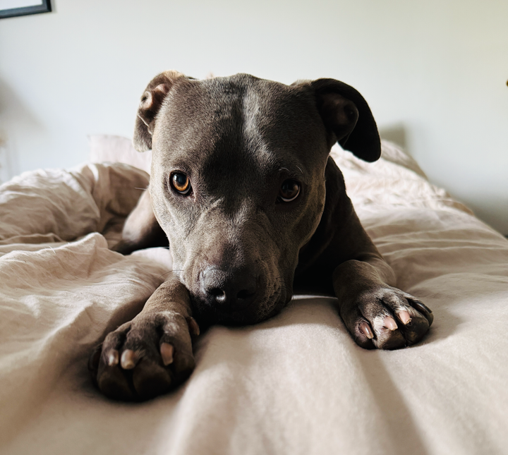 Grey and brown pit bull lying on a bed, looking at the camera.